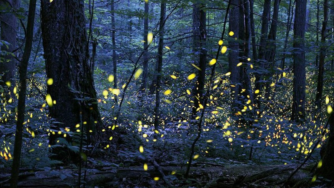 wanderlust-tips-christmas-lights-made-by-synchronous-fireflies-on-great-smoky-mountains