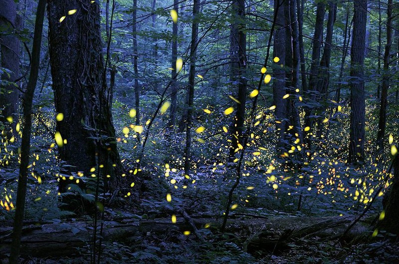 Wanderlust Tips Magazine | Christmas lights made by synchronous fireflies on Great Smoky Mountains