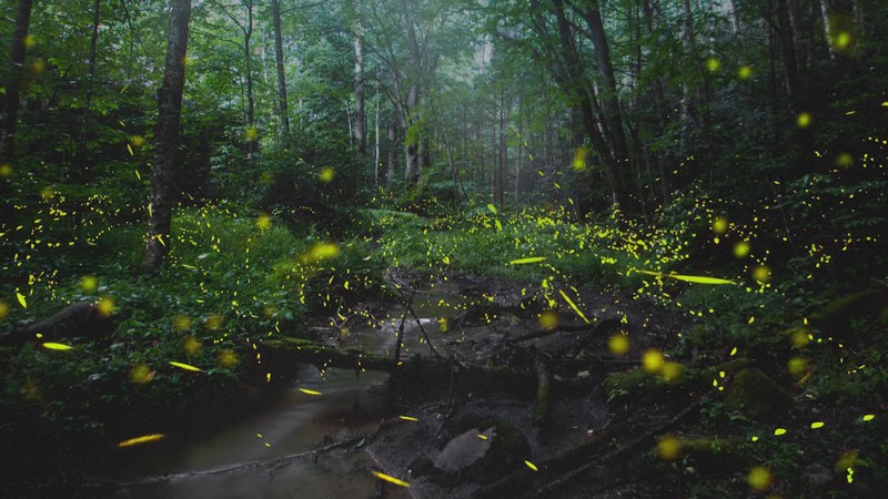 Wanderlust Tips Magazine | Christmas lights made by synchronous fireflies on Great Smoky Mountains