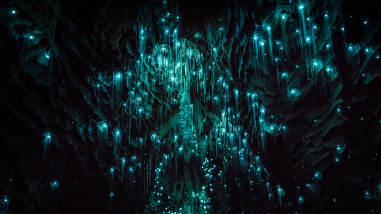 Wanderlust Tips Magazine | Glow worms dazzle New Zealand’s cave