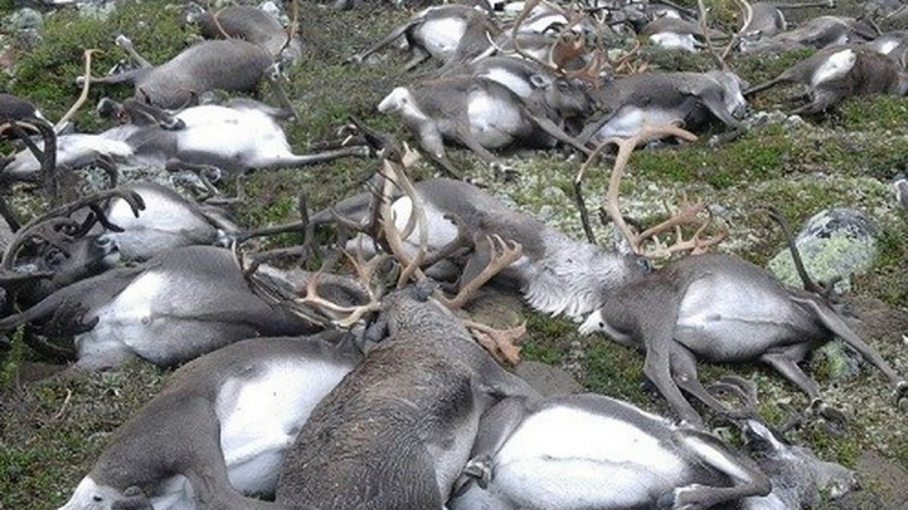 wanderlust-tips-323-reindeers-killed-by-lightning-strike-in-Norwegian-national-park