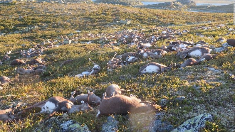 Wanderlust Tips Magazine | 323 reindeers killed by lightning strike in Norwegian national park