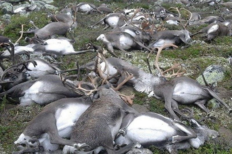 Wanderlust Tips Magazine | 323 reindeers killed by lightning strike in Norwegian national park