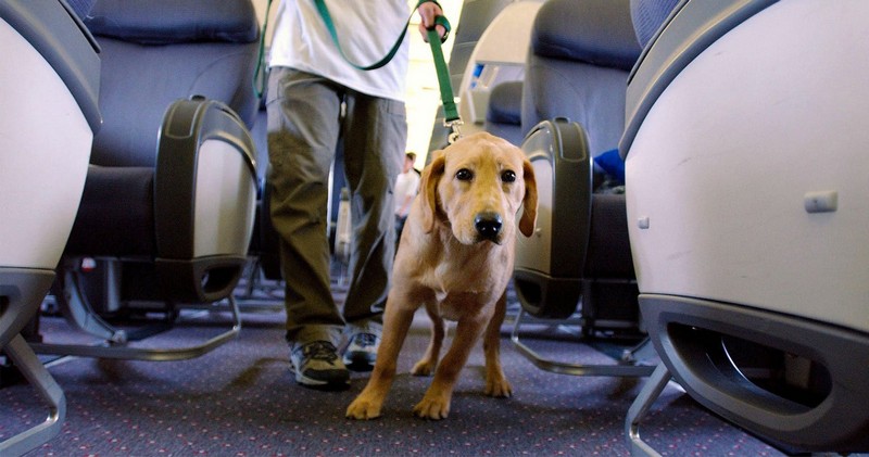 Wanderlust Tips Magazine | All Nippon Airways considers pet-friendly flights