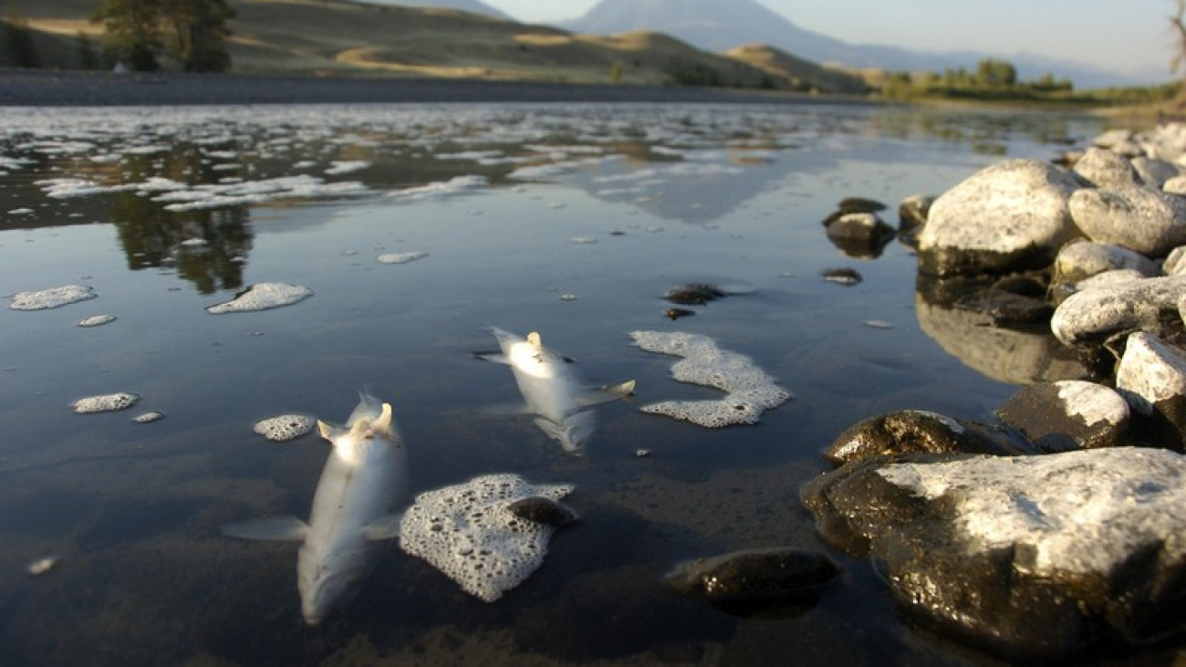 Wanderlust Tips Magazine | Yellowstone River’s stretch closed due to fish death