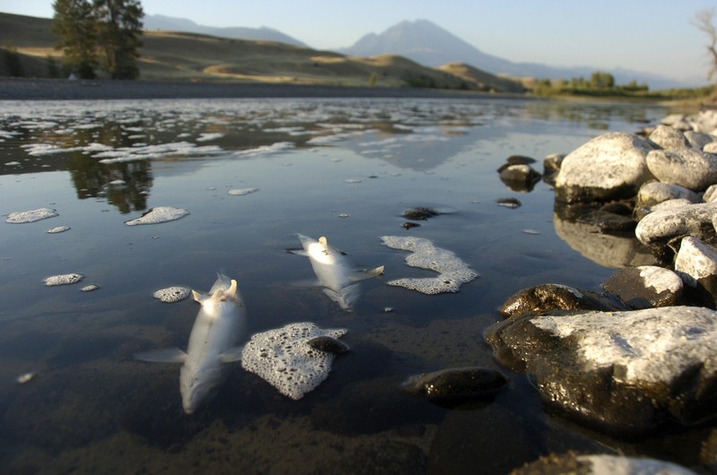 Wanderlust Tips Magazine | Yellowstone River’s stretch closed due to fish death