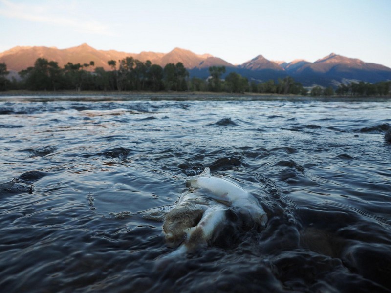 Wanderlust Tips Magazine | Yellowstone River’s stretch closed due to fish death