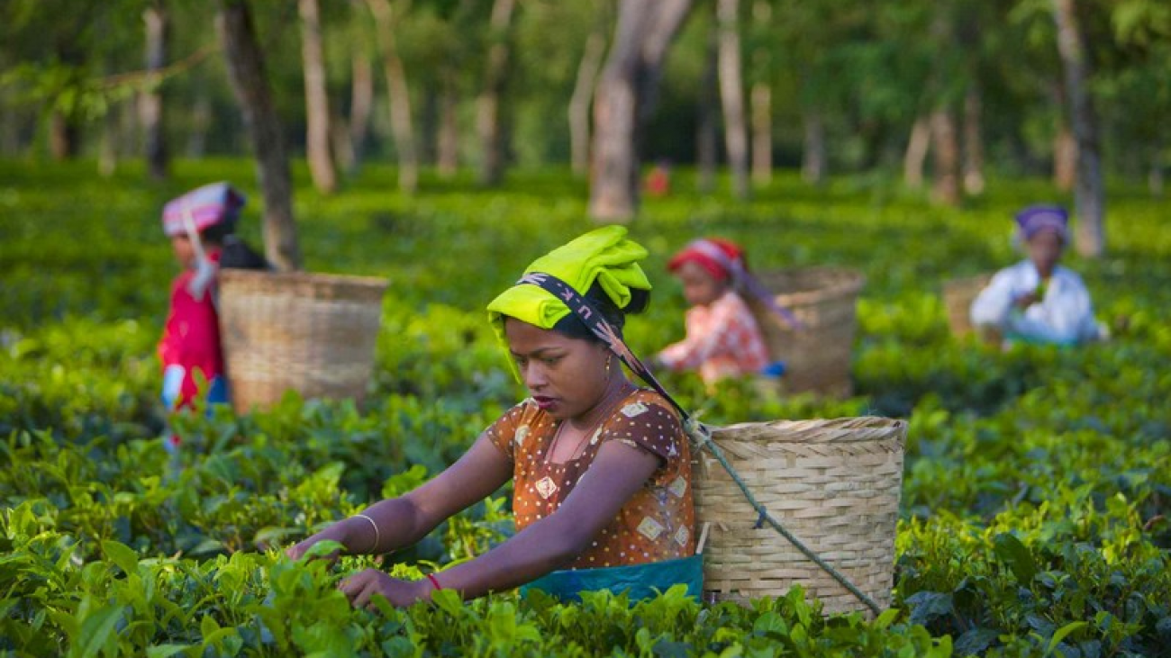 Wanderlust Tips Magazine | Tea plantation tour in India