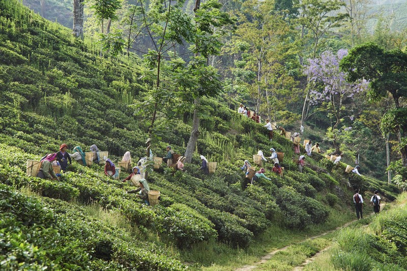 Wanderlust Tips Magazine | Tea plantation tour in India