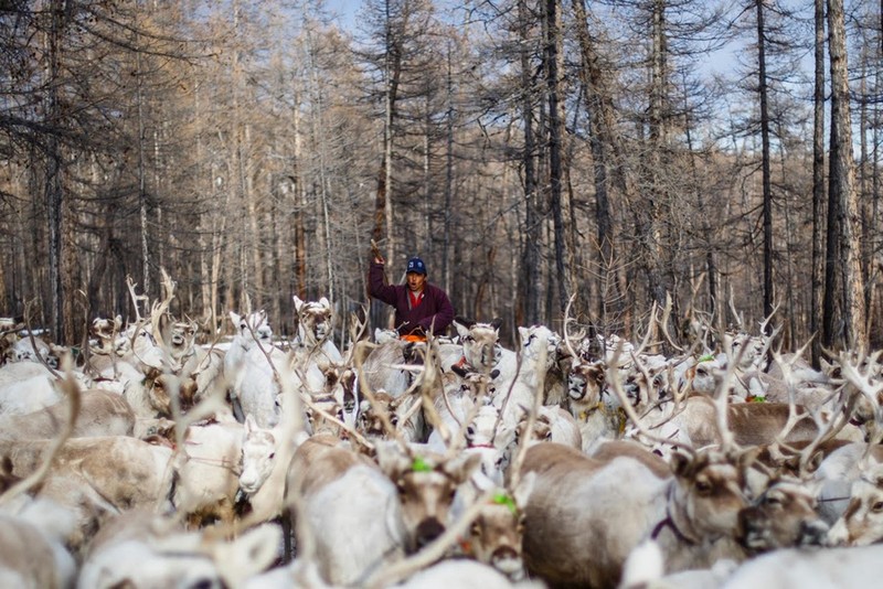 Wanderlust Tips Magazine | Tsaatan community: The last reindeer herders in Mongolia