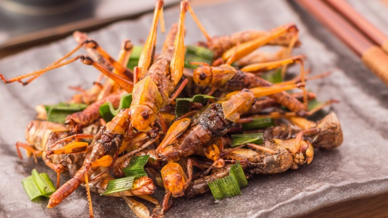 Wanderlust Tips Magazine | Insects on the dining table