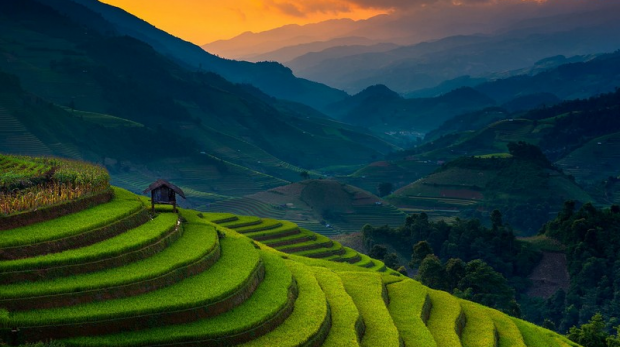 Wanderlust Tips Magazine | Golden waves on the terraces in Mu Cang Chai