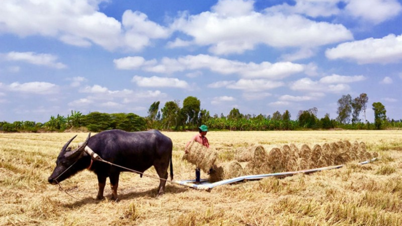 wanderlust-tips-plowing-rice-paddies-with-water-buffalo-in-vietnam00