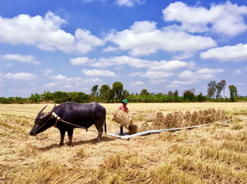 Wanderlust Tips Magazine | Plowing rice paddies with water buffalo in Vietnam