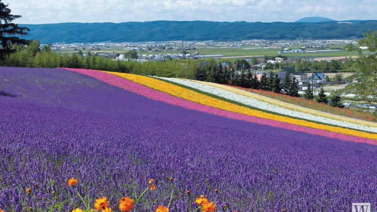 wanderlust-tips-hokkaido-a-vibrant-island