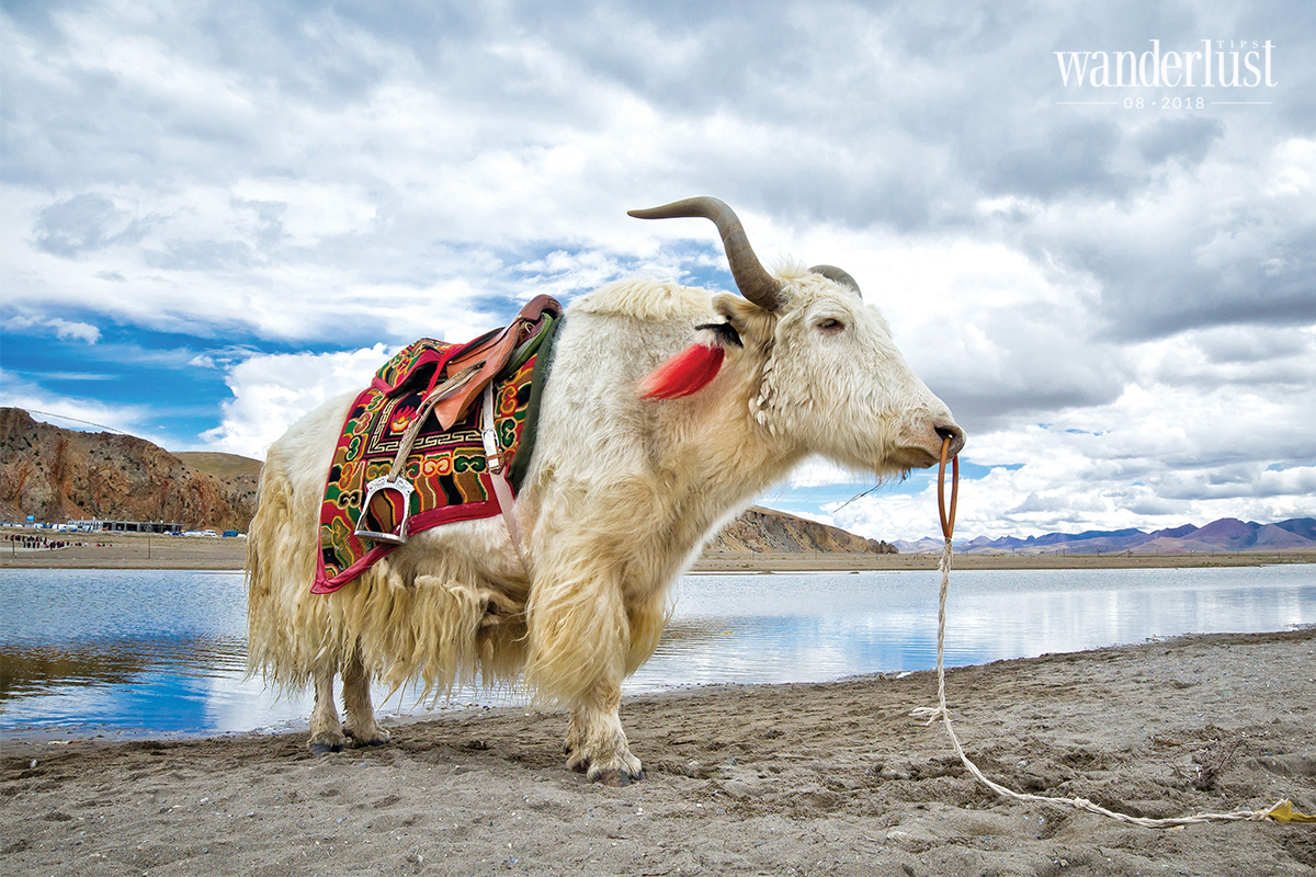 Wanderlust Tips Magazine | Tibetans and their pure faith in Buddha