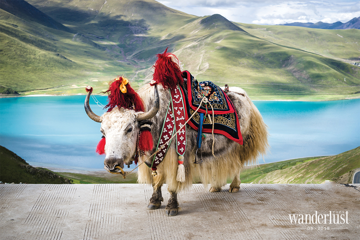 Wanderlust Tips Magazine | Tibetans and their pure faith in Buddha