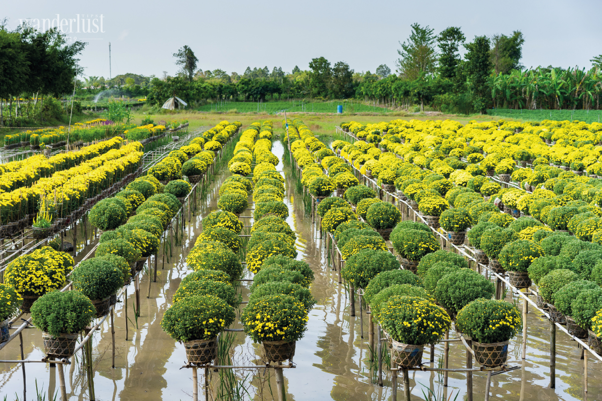 Dong Thap, where flowers blossom in Sa Dec village and local hospitality blooms