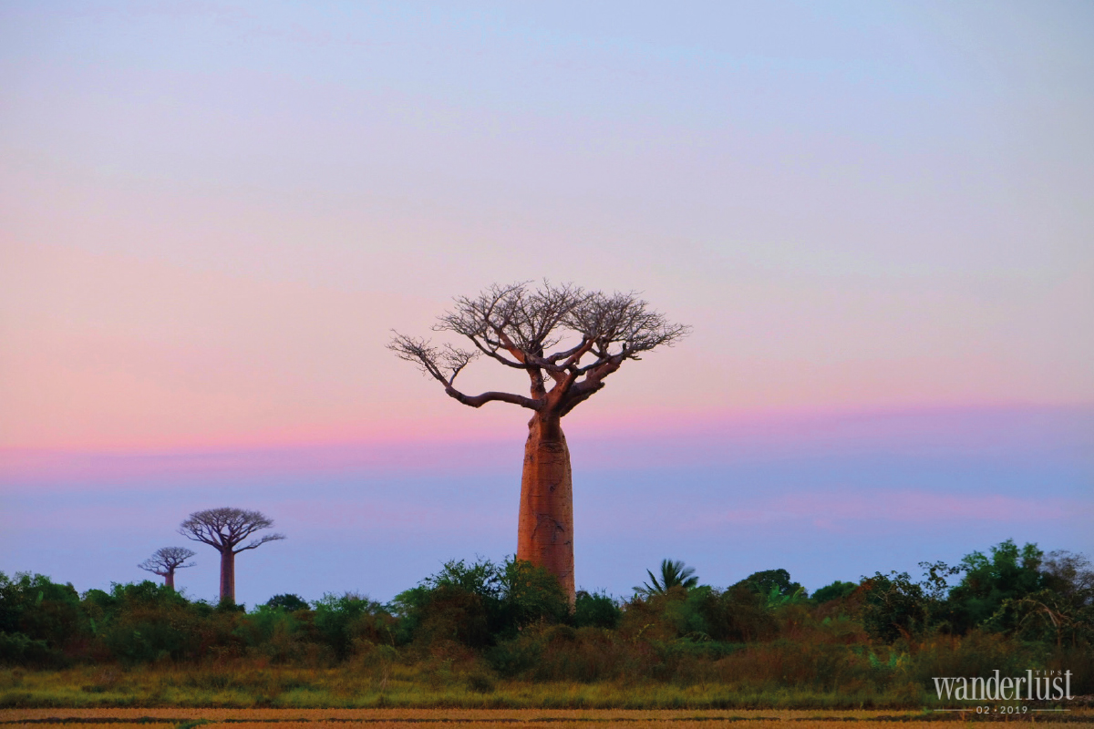Wanderlust Tips Magazine | Touching the dream of Baobab trees
