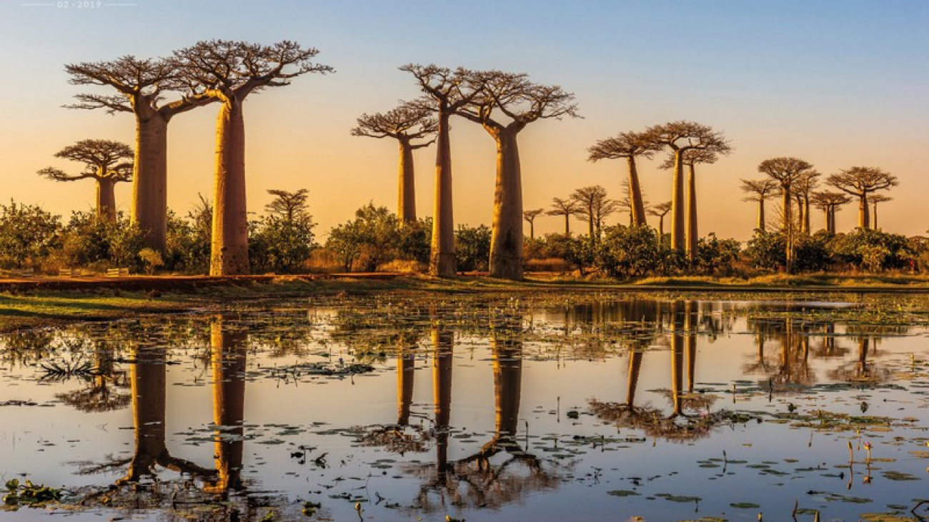 wanderlust-tips-touching-the-dream-of-baobab-trees