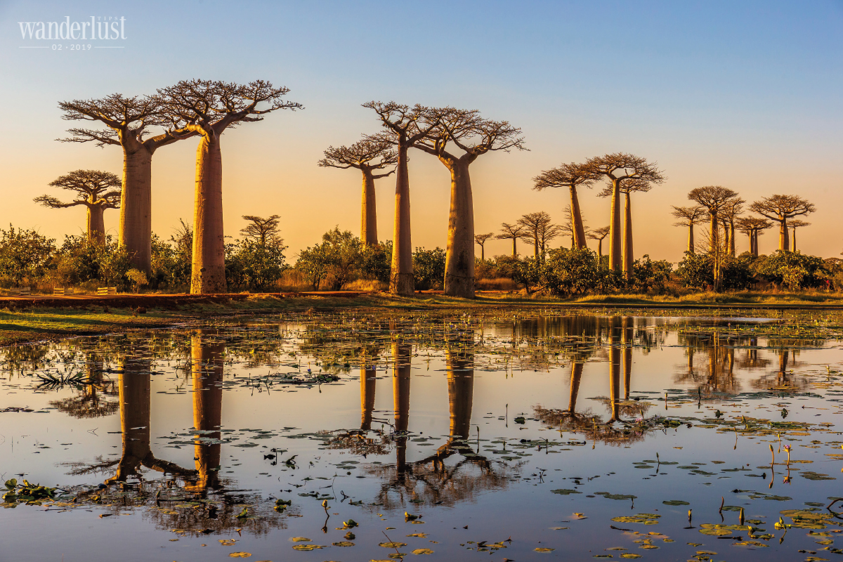 Wanderlust Tips Magazine | Touching the dream of Baobab trees