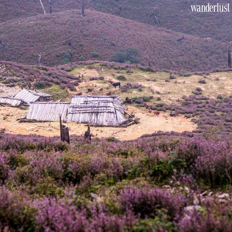 Wanderlust Tips | Escape to Ta Chi Nhu to marvel at the beautiful flower hill of Chi Pau