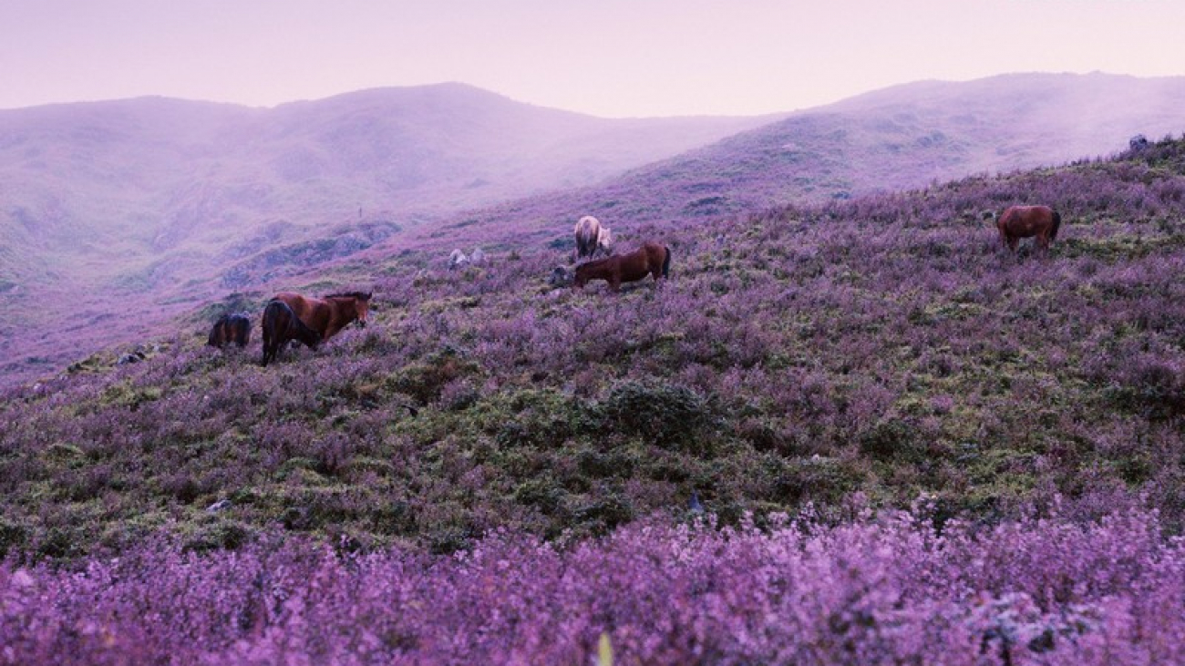 Wanderlust Tips | Escape to Ta Chi Nhu to marvel at the beautiful flower hill of Chi Pau