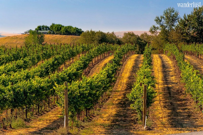 Wanderlust Tips Travel Magazine | The best destinations in America for wine lovers
