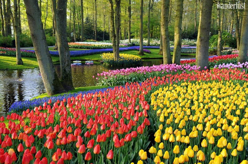 Wanderlust Tips Magazine | Where to see the most stunning spring flowers around the world