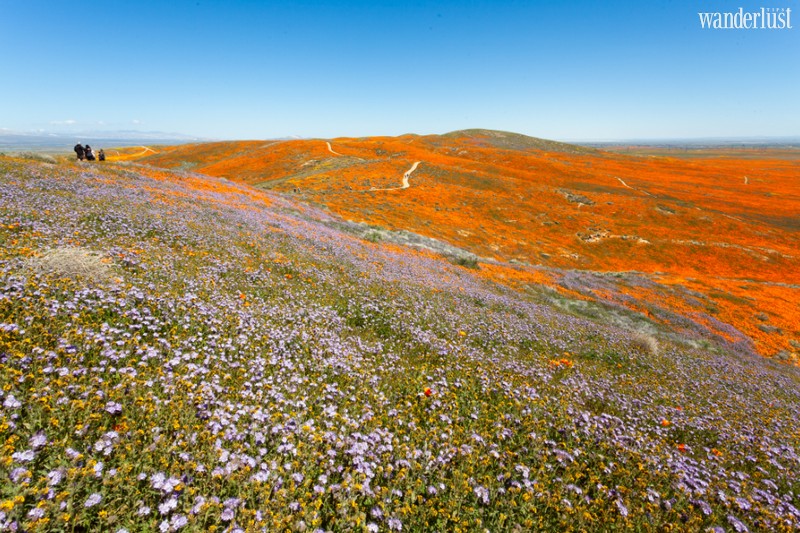 Wanderlust Tips Magazine | Where to see the most stunning spring flowers around the world