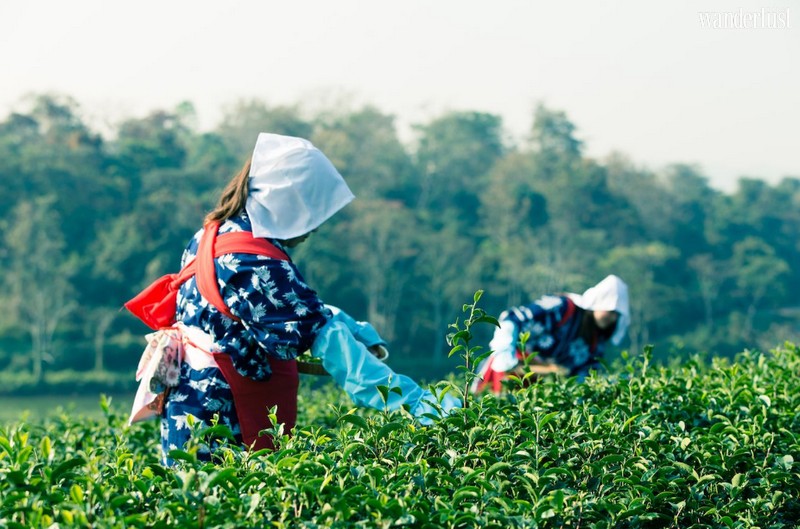 Wanderlust Tips Magazine | The 5 major regions in Asia for tea lovers