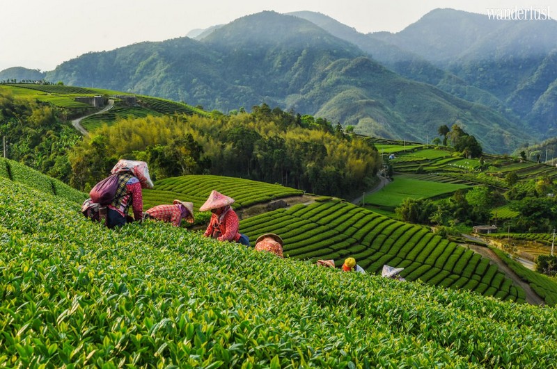 Wanderlust Tips Magazine | The 5 major regions for tea lovers