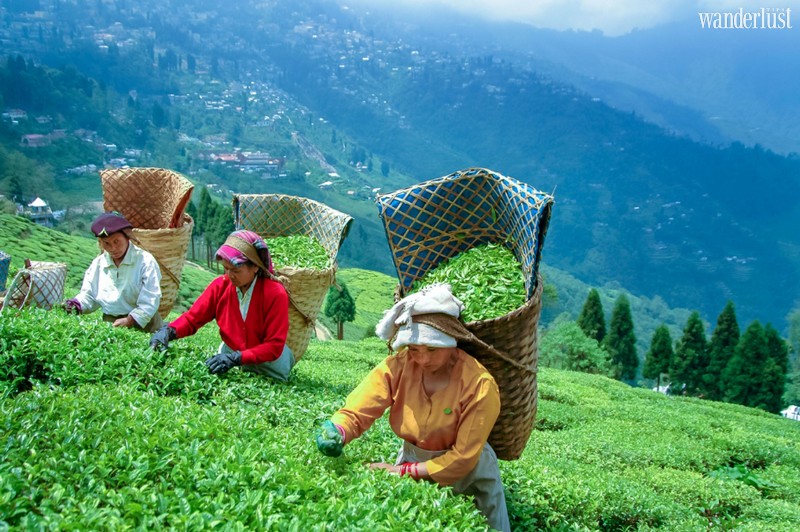 Wanderlust Tips Magazine | The 5 major regions in Asia for tea lovers