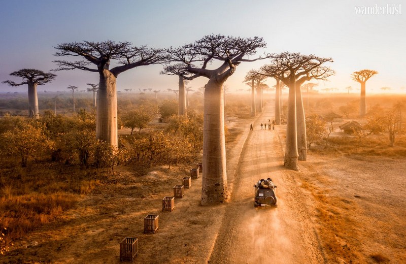 Wanderlust Tips Magazine | Visit the most unique tree spectacles around the world