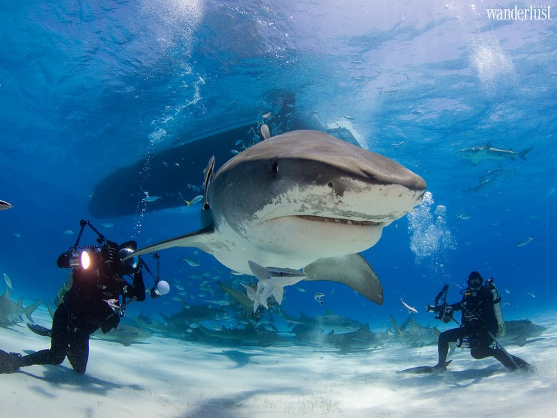 Wanderlust Tips Magazine | 7 incredible shark adventures around the world