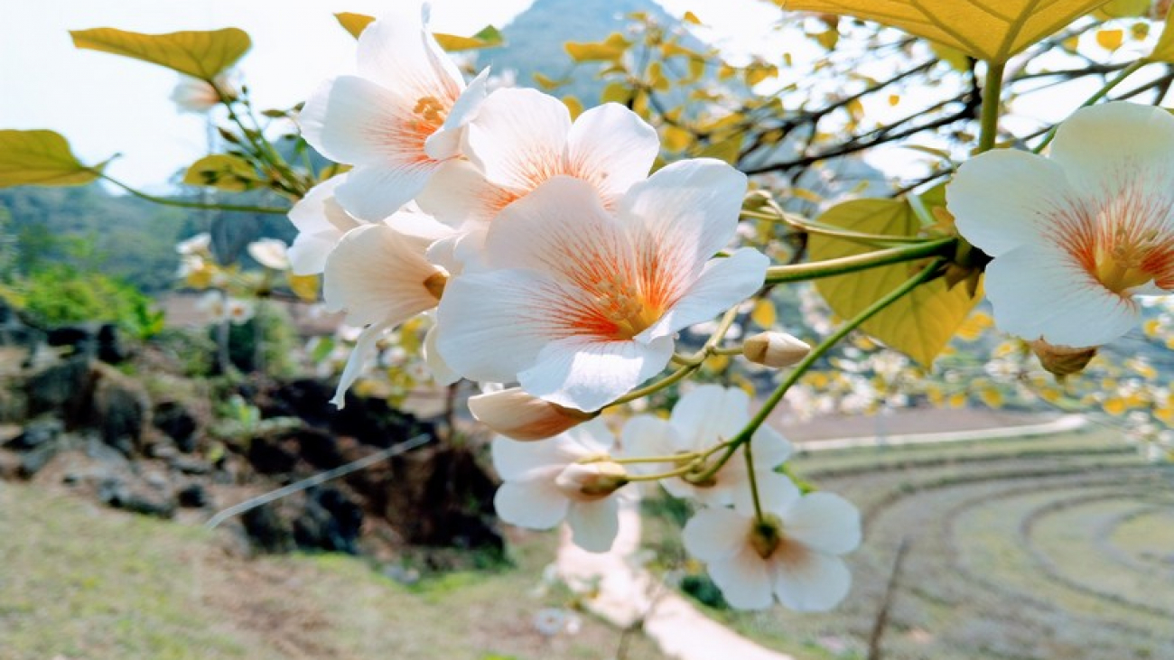 Wanderlust Tips Magazine | An exquisite floral interlude across Vietnam
