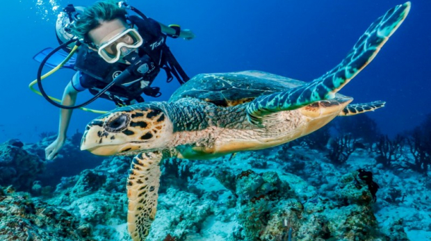 Wanderlust Tips Magazine | The 7 most amazing wildlife experiences in the Maldives