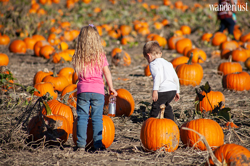 Wanderlust Tips Magazine | Oregon this fall: Top 5 Coolest outdoor adventures to enjoy