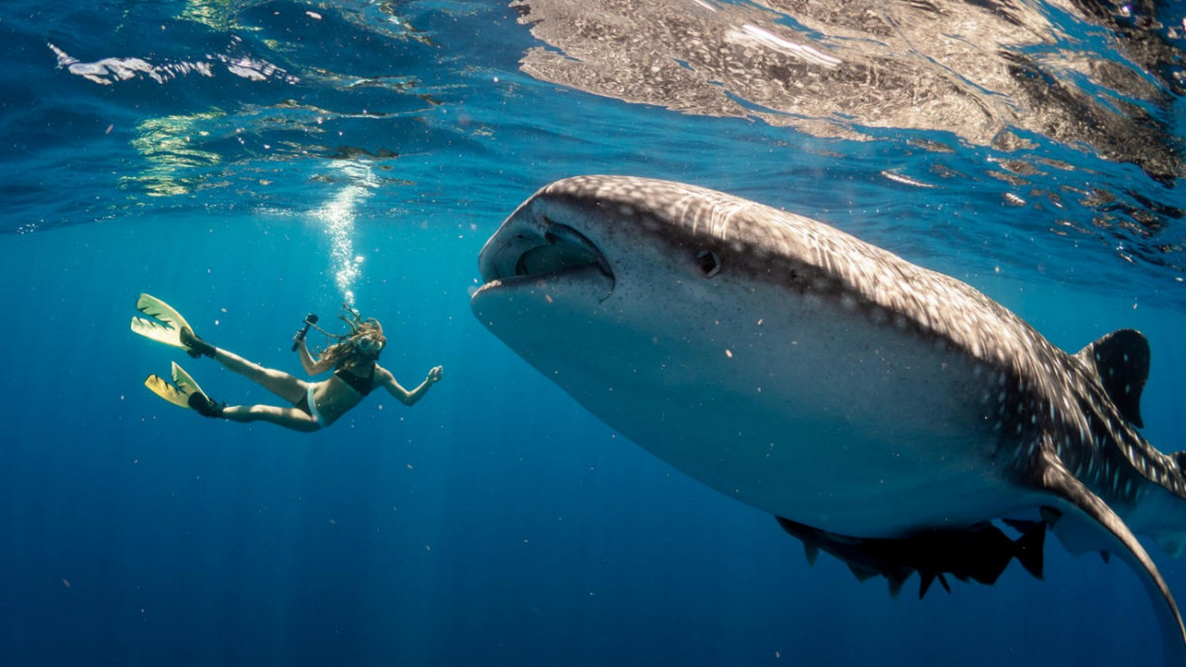 Wanderlust Tips | Explore Los Cabos marine life with 5 fantastic water activities
