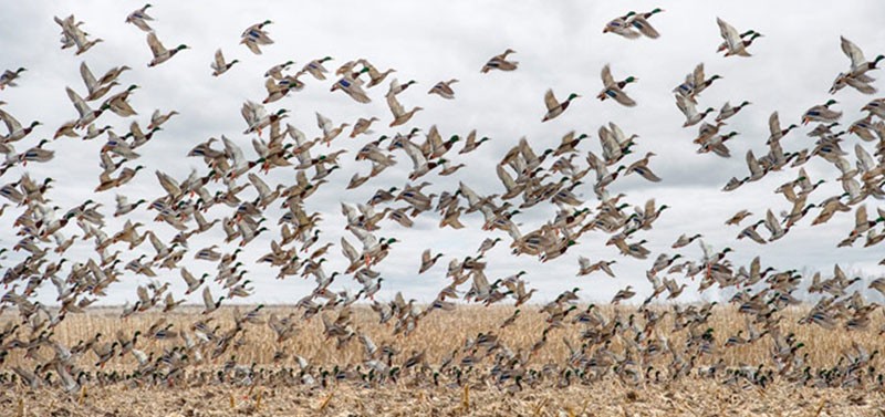 Wanderlust Tips | Waterfowl hunting in North Dakota