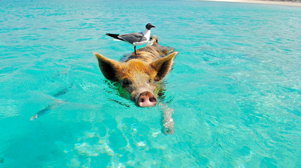 Pig Beach: swimming with the most peculiar animal in Bahamas, Caribbean