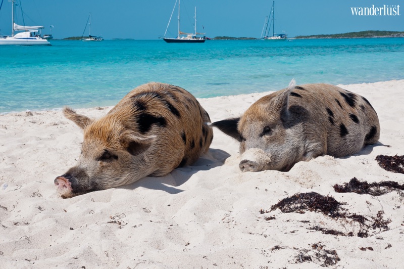 Pig Beach: swimming with the most peculiar animal in Bahamas, Caribbean