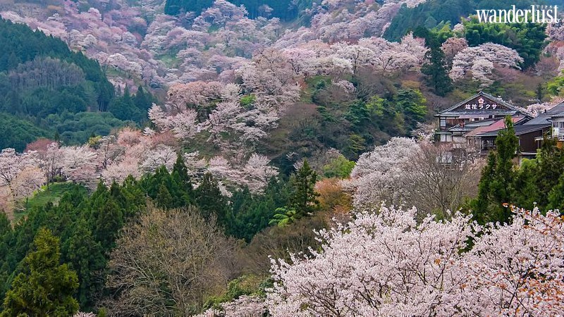 Japan's cherry blossom: Best time and places to see | Wanderlust TipsJapan's cherry blossom: Best time and places to see | Wanderlust Tips