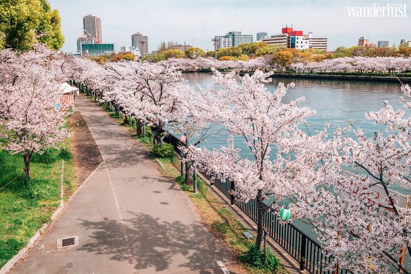 Japan's cherry blossom: Best time and places to see | Wanderlust TipsJapan's cherry blossom: Best time and places to see | Wanderlust Tips