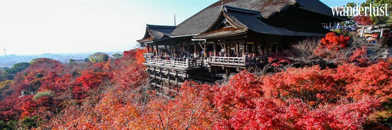 Japan's cherry blossom: Best time and places to see | Wanderlust TipsJapan's cherry blossom: Best time and places to see | Wanderlust Tips