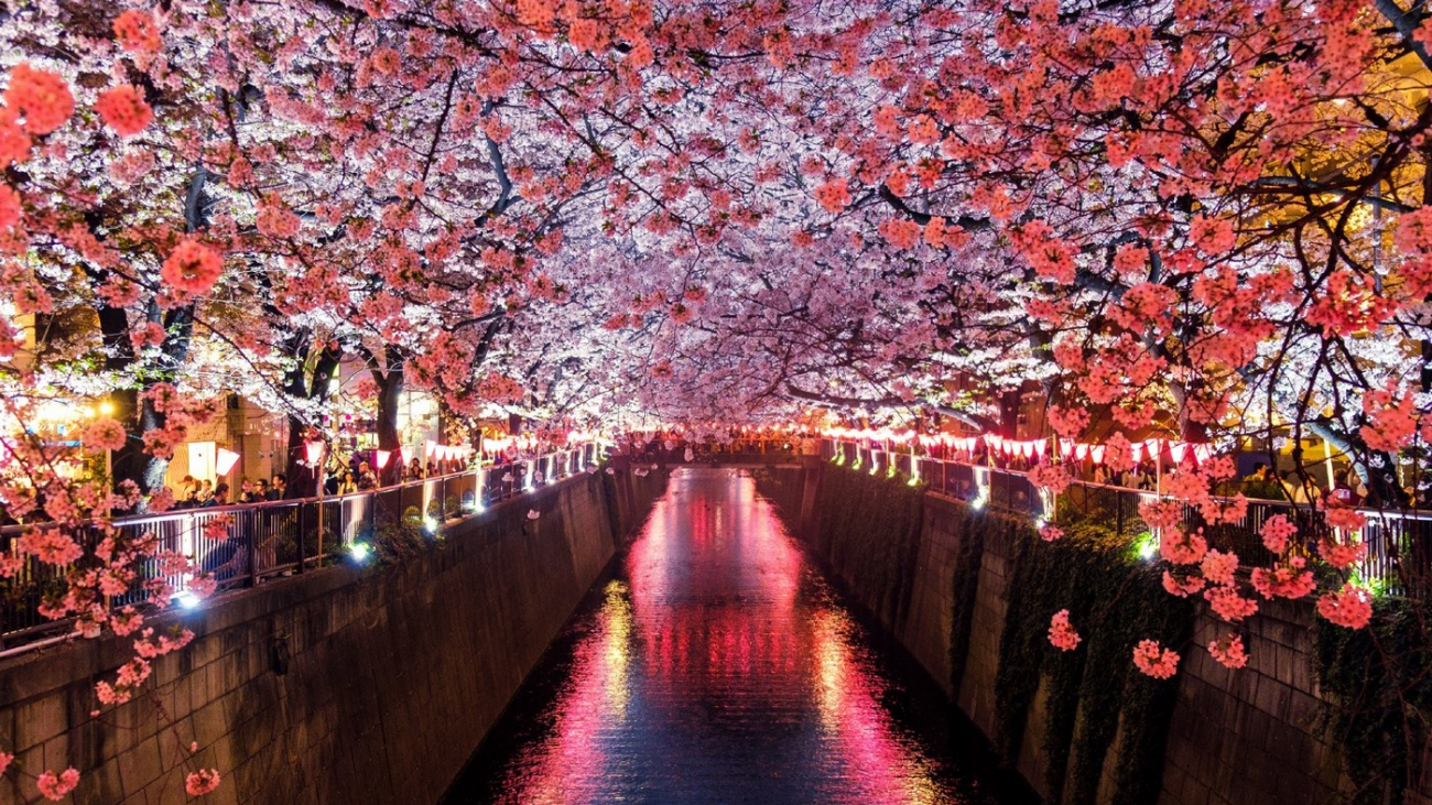 Japan's cherry blossom: Best time and places to see | Wanderlust Tips