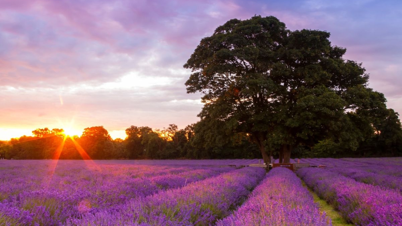 Photo: Mayfield Lavender Farm