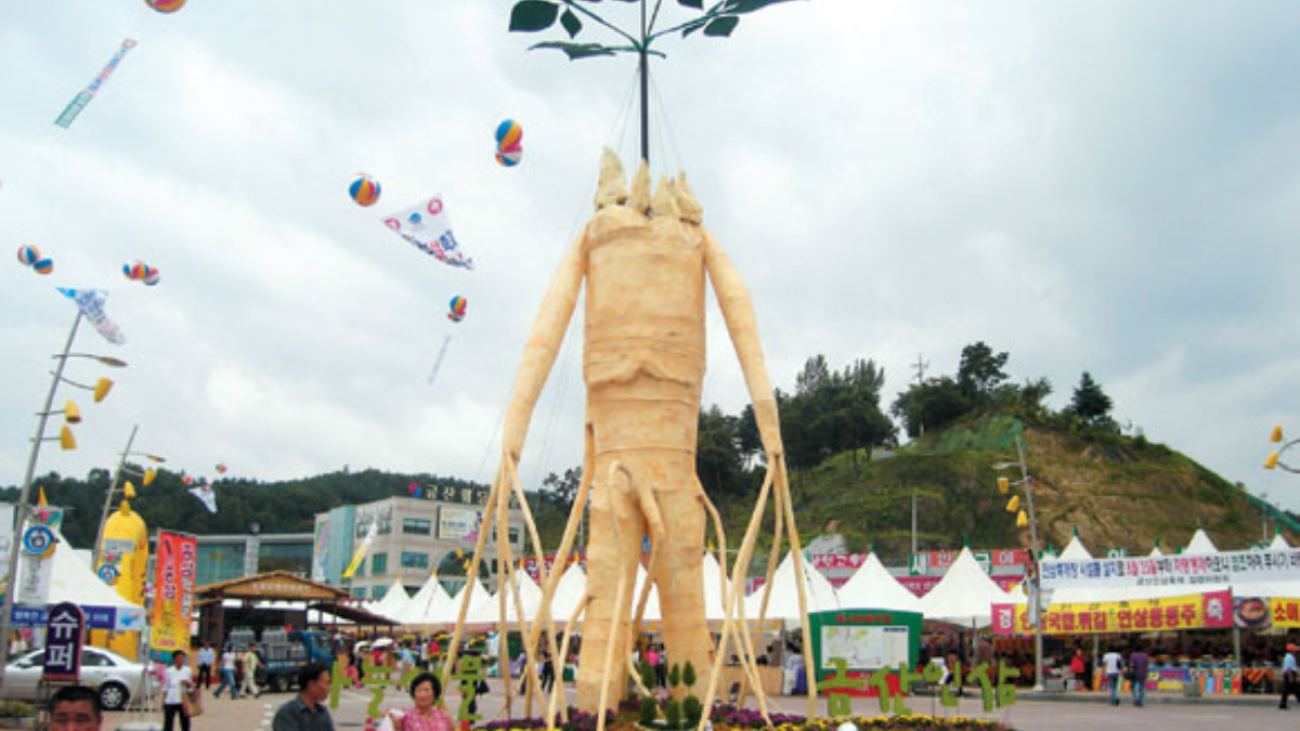 Wanderlust Tips - [Attend the world's largest fall ginseng festival in Korea]