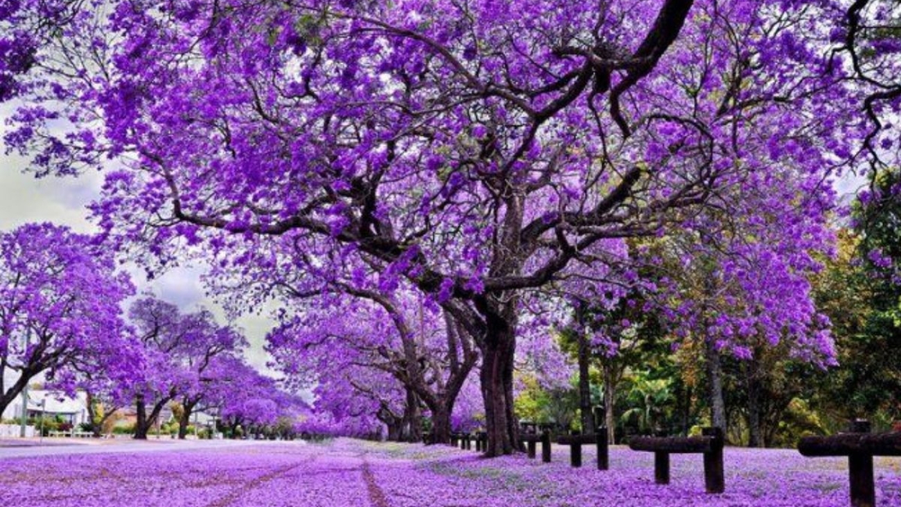 (Wanderlust Tips) 5 stunning purple poinciana flower viewing spots in Australia - daotaonec