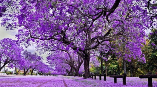 (Wanderlust Tips) 5 stunning purple poinciana flower viewing spots in Australia - daotaonec